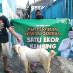 DPW PKB Jawa Timur merayakan hari raya Idul Adha 1442 Hijriah dengan berkurban seribu ekor sapi dan kambing. foto: ist.