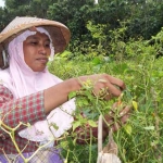 Luluk saat sedang memanen cabai yang masih bagus untuk dijual, sebelum terserang hama pathek. foto: intan/ BANGSAONLINE