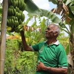 Salah satu warga di Desa Baumata, Kecamatan Taebenu, Kabupaten Kupang.