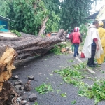 Pohon Sono raksasa yang tumbang di jalan Kombes Pol M Duryat, Sidoarjo.