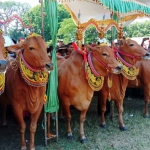 Sapi-sapi peserta Festival Sape Sonok yang siap tampil.