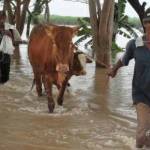 Penduduk menyelamatkan hewan ternaknya dari banjir. foto : zainal abidin/ BANGSAONLINE