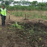 Anggota TNI Koramil Pasirian sedang mengamankan kebun yang disasar rudal milik PT. Pindad.