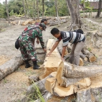 Sertu Sudiono, Babinsa Desa Tawun dibantu warga memotong puluhan pohon jati milik Mbah Sawi.