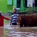 Warga hanya mengungsikan hewan ternaknya. foto: detik.com