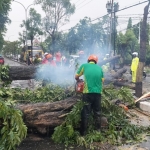 Petugas berjibaku memotong dan membersihkan tumbangan pohon tua yang melintang di Jalan Dr Wahidin SH Kebomas. foto: SYUHUD/ BANGSAONLINE