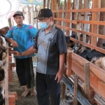 Ketua BUMDes Samino bersama Wahyu Nur Rahman, pengelola penggemukan kambing.