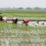Petani di Senori saat menanam padi. foto: suwandi/ BANGSAONLINE
