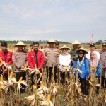 Kapolres Kediri AKBP Bimo Arianto dan Wabup Kediri Dewi Mariya Ulfa dan jajaran saat panen perdana jagung di lahan perhutani. (Ist)