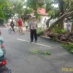 Pohon tumbang di jalan Raya Ketimang, Wonoayu.