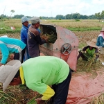 Aktivitas para petani di Pamekasan saat panen.