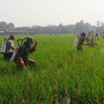 Petani padi saat melakukan penyemprotan pestisida.