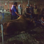 Sapi kurban berhasil dievakuasi setelah dilakukan tembak bius