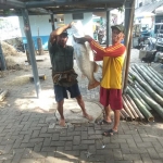 Hasil perolehan mancing ikan kakap putih di Teluk Lamong.