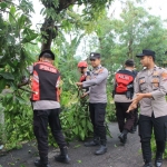 Anggota Polres Tuban dan Polsek Singgahan saat membersihkan material pohon yang tumbang akibat angin puting beliung