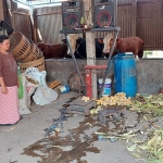Bhabinkamtibmas Desa Sumberejo, Aipda Ivan Hariono, saat meninjau peternak sapi di wilayahnya.