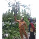 Bupati, Sambari HR ketika menghentikan petugas yang tengah memotong pohon.syuhud/BangsaOnline