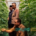 Sekretaris Desa Suci, Mohammad Miftach, bersama Ketua BUMDes, dan Babinkamtibmas Manyar saat mengecek perkembangan melon di green house. Foto: SYUHUD/BANGSAONLINE