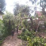 Sejumlah pohon juga ambruk menimpa rumah akibat puting beliung yang menerjang Kabupaten Jember.