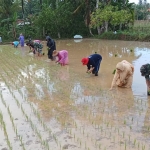 Koramil Manding saat turun ke sawah menanam padi dalam rangka mendukung program perluasan areal tanam.