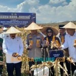 Menteri Imipas Agus Andrianto panen raya jagung di Desa Bulang Prambon, Jumat (31/10/2025). foto: Mustain/BANGSAONLINE
