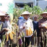 Wali Kota Batu, Nurochman saat memanen jagung