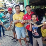 Butuh lima warga Klabangan yang sudah dewasa untuk menggendong ular piton raksasa tersebut.