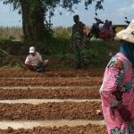 Babinsa Koramil 0827/16 kerja bareng petani tanam bawang merah. (foto: ist)