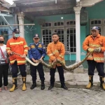 Petugas Damkar Pemkab Gresik menunjukkan ular piton yang berhasil ditangkap. Foto: SYUHUD/ BANGSAONLINE.com