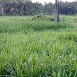 Rumput odot dibutuhkan untuk pakan ternak PT Greenfields Farm 2 di Desa Ngadirenggo, Kecamatan Wlingi, Kabupaten Blitar.