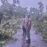 Personel gabungan dari TNI-Polri saat meninjau dampak puting beliung di Dusun Bancang, Desa Tahulu, Kecamatan Merakurak, Kabupaten Tuban.
