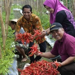 Kelompok tani di wilayah Kelurahan Sumur Welut ketika sedang memanen cabai merah yang mereka tanam.