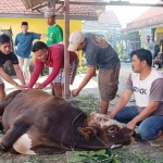 Warga Binaan Pemasyarakatan (WBP) Lapas Kelas IIB Tuban nampak antusias melaksanakan penyembelihan hewan kurban.