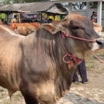 Salah satu sapi kurban yang dijual di Pasar Hewan Tikung