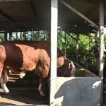 Bupati Trenggalek saat meninjau kandang sapi di Desa Gembleb, Kecamatan Pogalan.