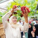 Calon Gubernur Jawa Timur nomor urut 2, Khofifah Indar Parawansa, saat memetik anggur di Desa Krejengan, Kabupaten Probolinggo.