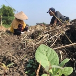 Ilustrasi petani sedang melakukan tanam tembakau.