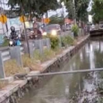 Kondisi saluran air di sekitar Desa Tebalo, Kecamatan Manyar, Gresik, yang penuh rumput liar dan dangkal karena tak terawat dengan baik. Foto: Ist