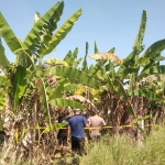 Penemuan mayat tanpa identitas di Dusun Wonogiri, Desa Wonoplintahan, Kecamatan Prambon, Sidoarjo.