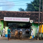 Pasar hewan di Tuban.