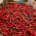 Harga cabai merah besar di Jatim masih turun, simak harga selengkapnya berikut ini. Foto: Sulthon/Bangsaonline.