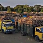Truk tebu mengantre di Pabrik Gula (PG) Assembagoes untuk giling tebu
