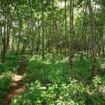 Hutan tempat berburu. foto: ilustrasi