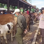 Jajaran Polsek Wonoasih saat memantau aktivitas pasar hewan di Kelurahan Jrebeng Kidul, Kota Probolinggo.