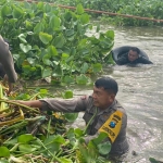Pemda bersama TNI-Polri dan masyarakat di Lamongan gotong royong membersihkan enceng gondok di sungai.