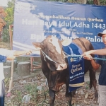 Ketua DPD NasDem Kabupaten Kediri, Lutfi Mahmudiono (kiri), saat menyerahkan sapi kurban bantuan dari Ketua Umum DPP Partai Nasdem, Surya Paloh, kepada Takmir Musholla Al Ihsan di Desa Sebet. Foto: Ist