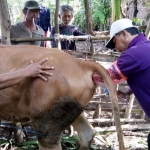 Nawir saat melakukan inseminasi buatan terhadap salah satu sapi.