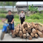 Anggota Polsek Pulung saat menunjukkan barang bukti hasil illegal logging.