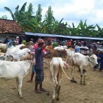 Tampak para pedagang kambing dan sapi sedang bertransaksi di Pasar Hewan, Kecamatan Kerek, Kabupaten Tuban, Rabu (28/2).