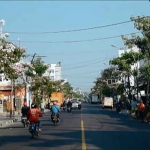 Pohon tabebuya yang bunganya mulai bermekaran di sepanjang jalan protokol Bojonegoro.